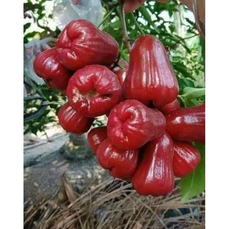 CÂY GIỐNG ROI ĐỎ (MẬN ĐỎ AN PHƯỚC)
