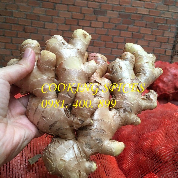 Bột Gừng sạch nguyên chất ( Ginger Powder ).