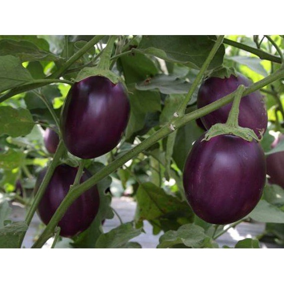 Hạt Giống Cà Bát Tím - H2T FARM