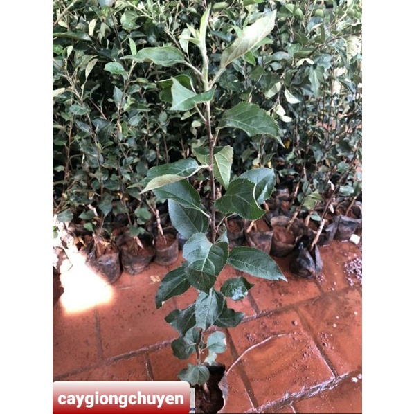 GIỐNG CÂY TÁO ĐỎ- CÂY GHÉP