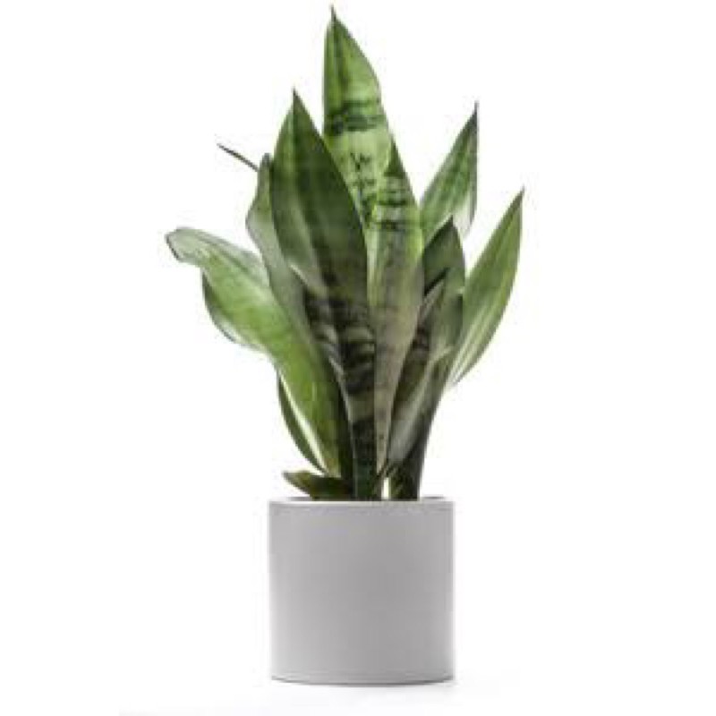 Plant Indoor Outdoor Snake Plant Silver Queen Variety(It’s a seed, not