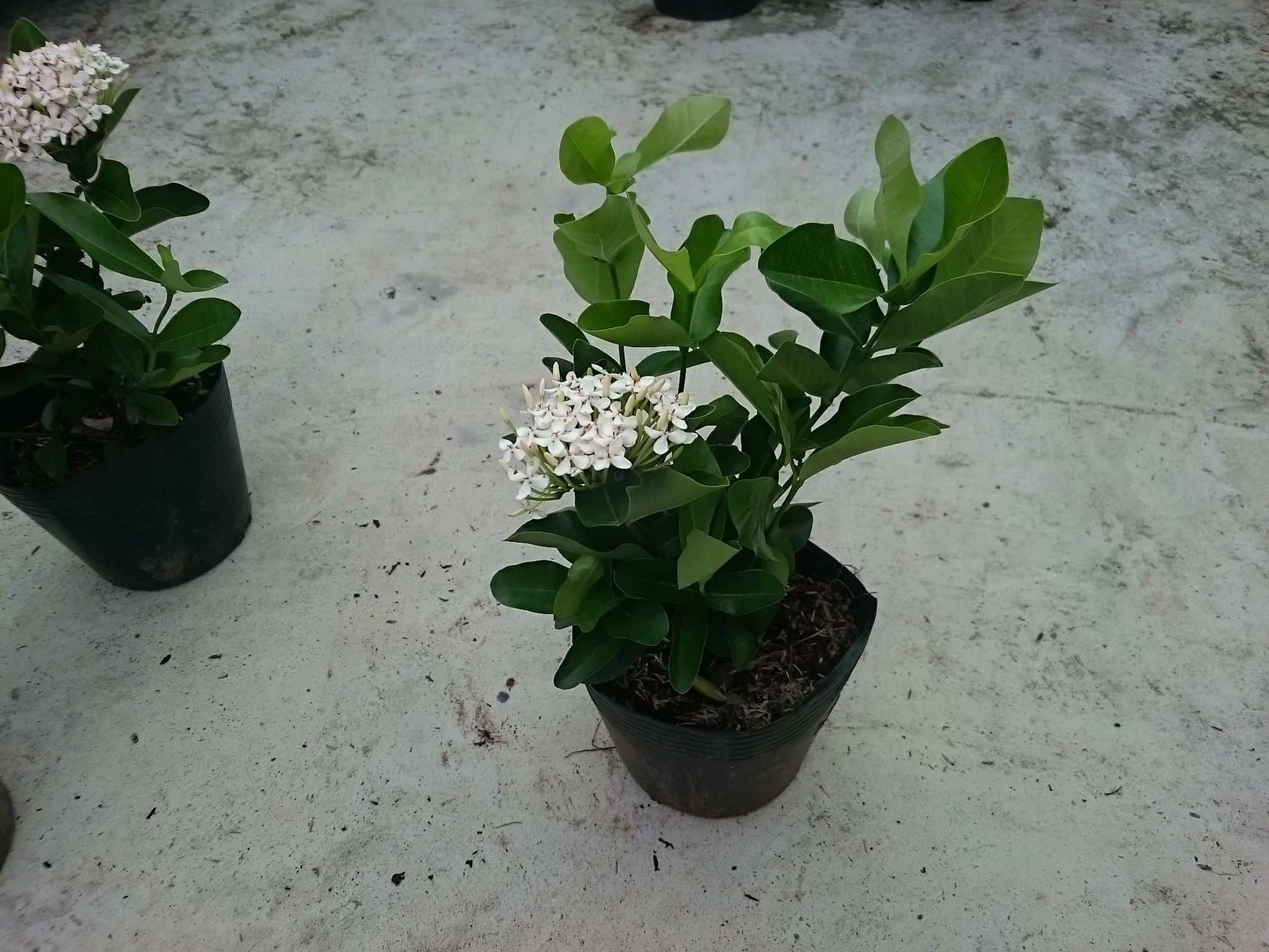 Cây Mẫu Đơn Trắng (Lá Trung) - cây bông trang trắng