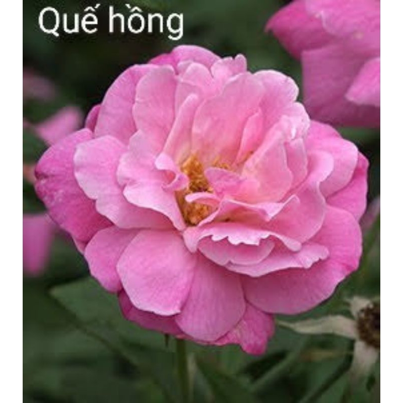 Hoa hồng Nhung cổ, Quế son, Quế hồng