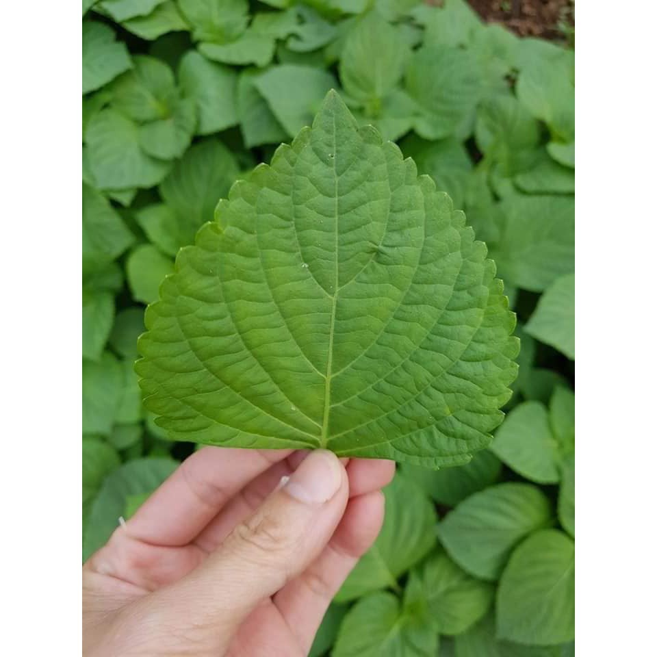 Hạt giống lá mè Hàn Quốc (Kê nhíp)