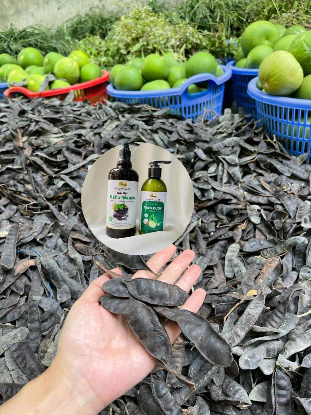 Dầu gội bồ kết cô đặc