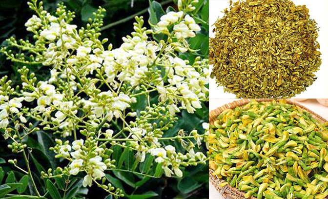 CÂY HOA HÒE (hòe hoa) nếp -cây giống nhỏ