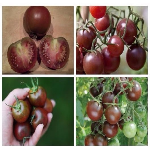 hạt giống cà chua bi socola gói 30 hạt