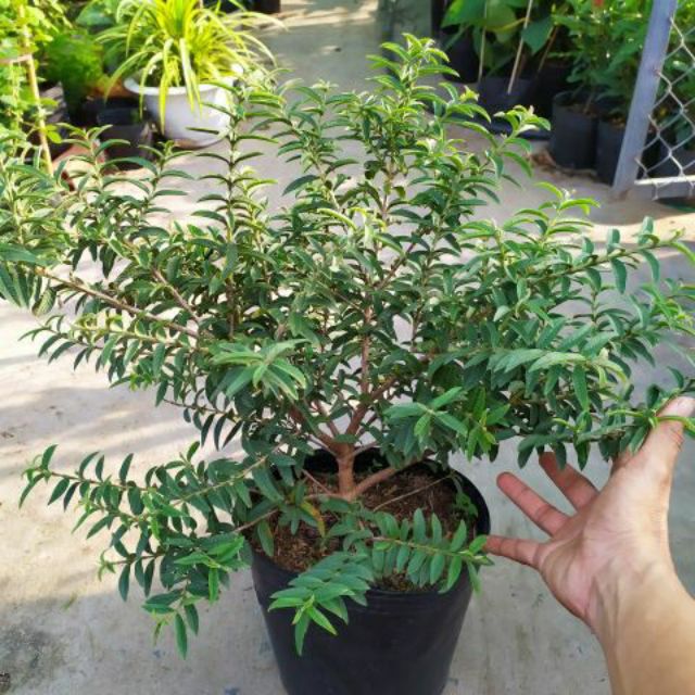 Cây ổi nhật, ổi lá kim siêu đẹp