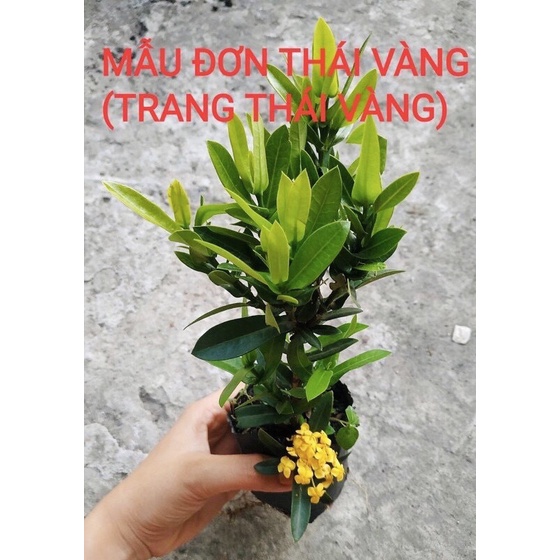 Cây giống hoa mẫu đơn thái vàng