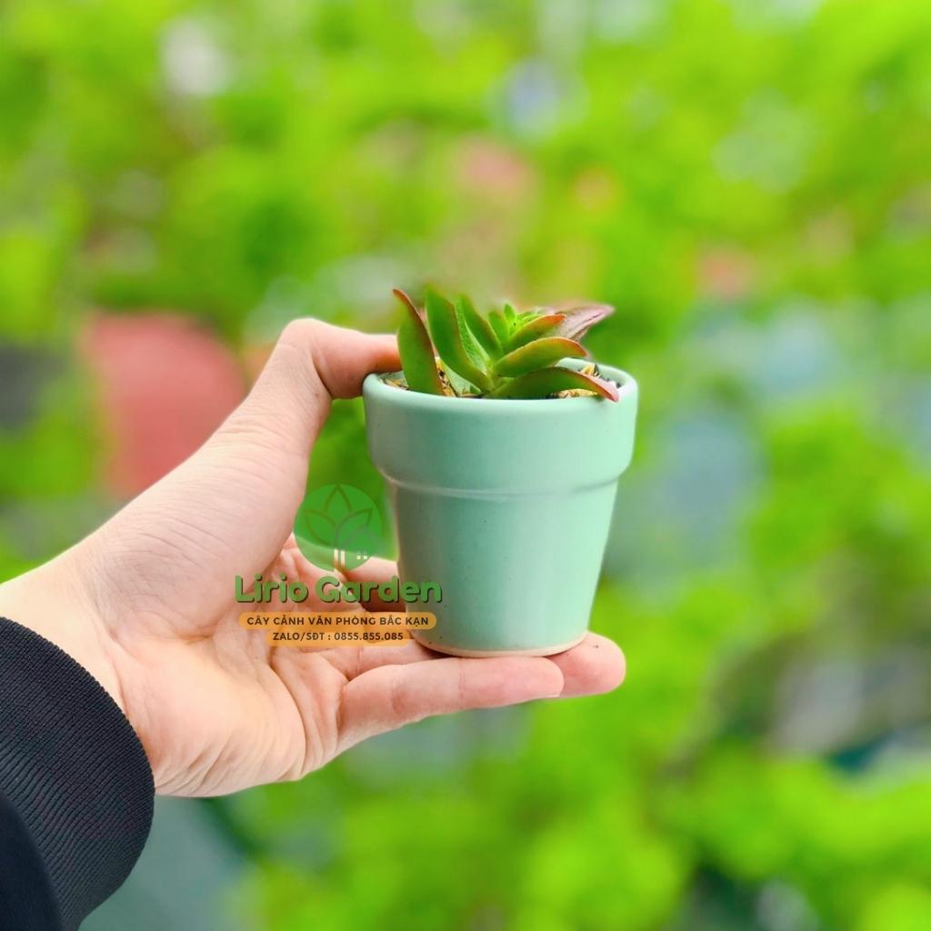cây sen đá kèm chậu kích thước 7x7cm [ sen gửi ngẫu nhiên , tặng kèm đất trồng ]