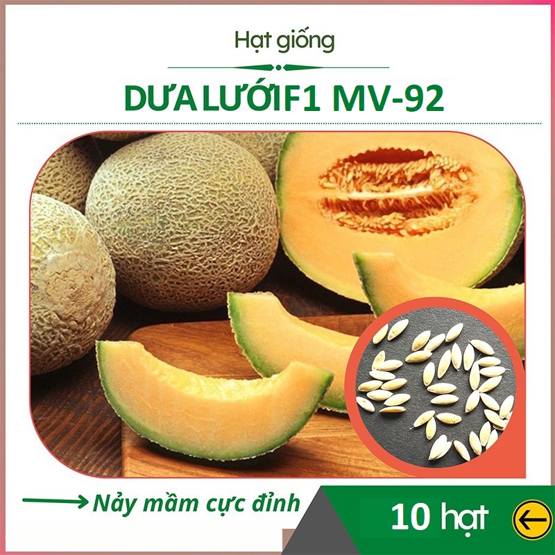 Hạt giống dưa lưới trắng ruột vàng cam nhật bản - f1 mv-92 - gói 10 hạt