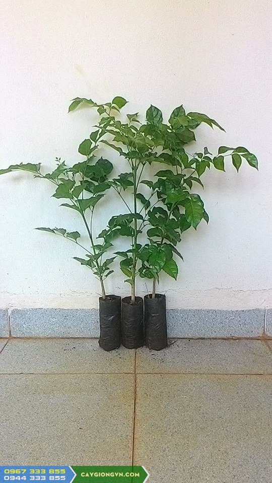 Cây giống Núc nác Rừng. [ Cây trưởng thành cao trên 40cm ].