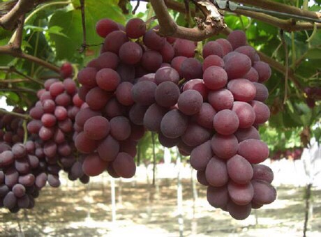 cây giống nho  đỏ Ninh Thuận