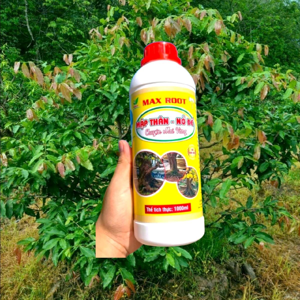 Phân bón max root - mập thân nở đế chuyên cho mai vàng. chai 1l pha được 400l nước. tưới gốc kích rễ, nở đế, phun lá giúp mập lá, đâm tược.