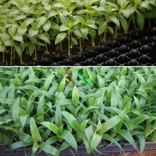 01 Khay Khay Ươm Vỉ Ươm Hat 104 Lỗ