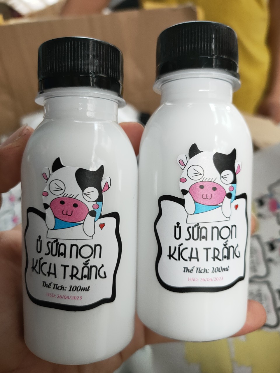 Ủ sữa non kích trắng con bò