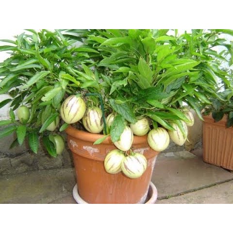 Hạt Giống Dưa Pepino (tặng kèm phân bón)