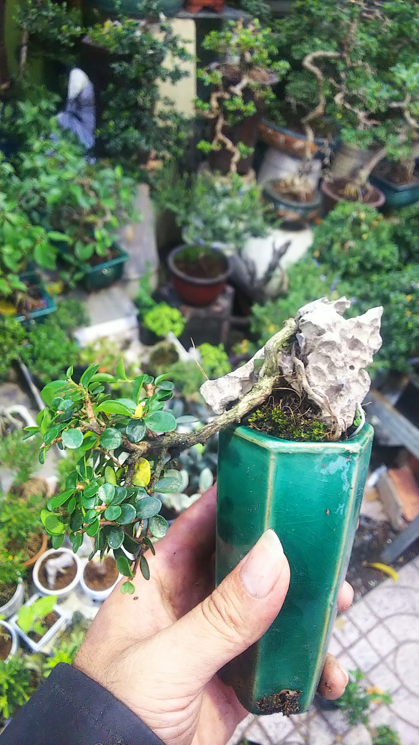 Sam núi bonsai mini sĩze 10cm phân tan chậm