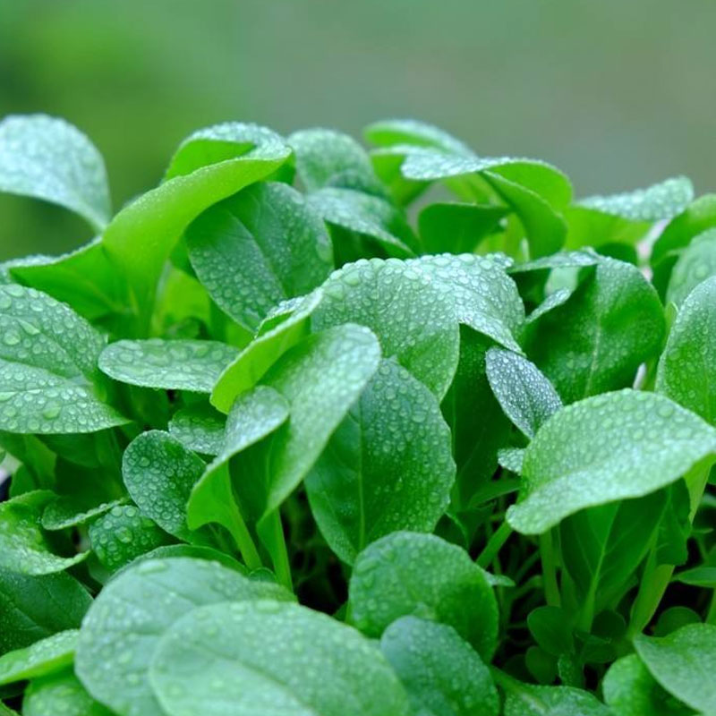 Hạt Giống Cải Ngọt Bông Ăn Non (20gr)