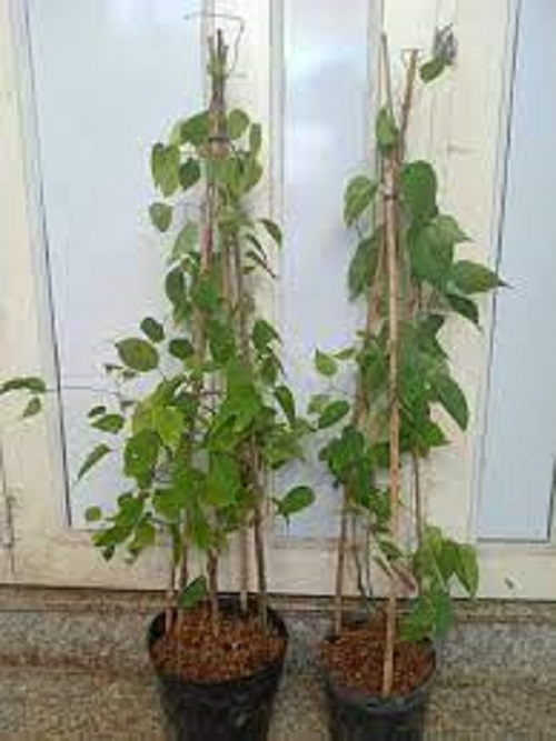 HOA LEO CHÙM ỚT (HOA LEO RẠNG ĐÔNG) - chậu cây lớn
