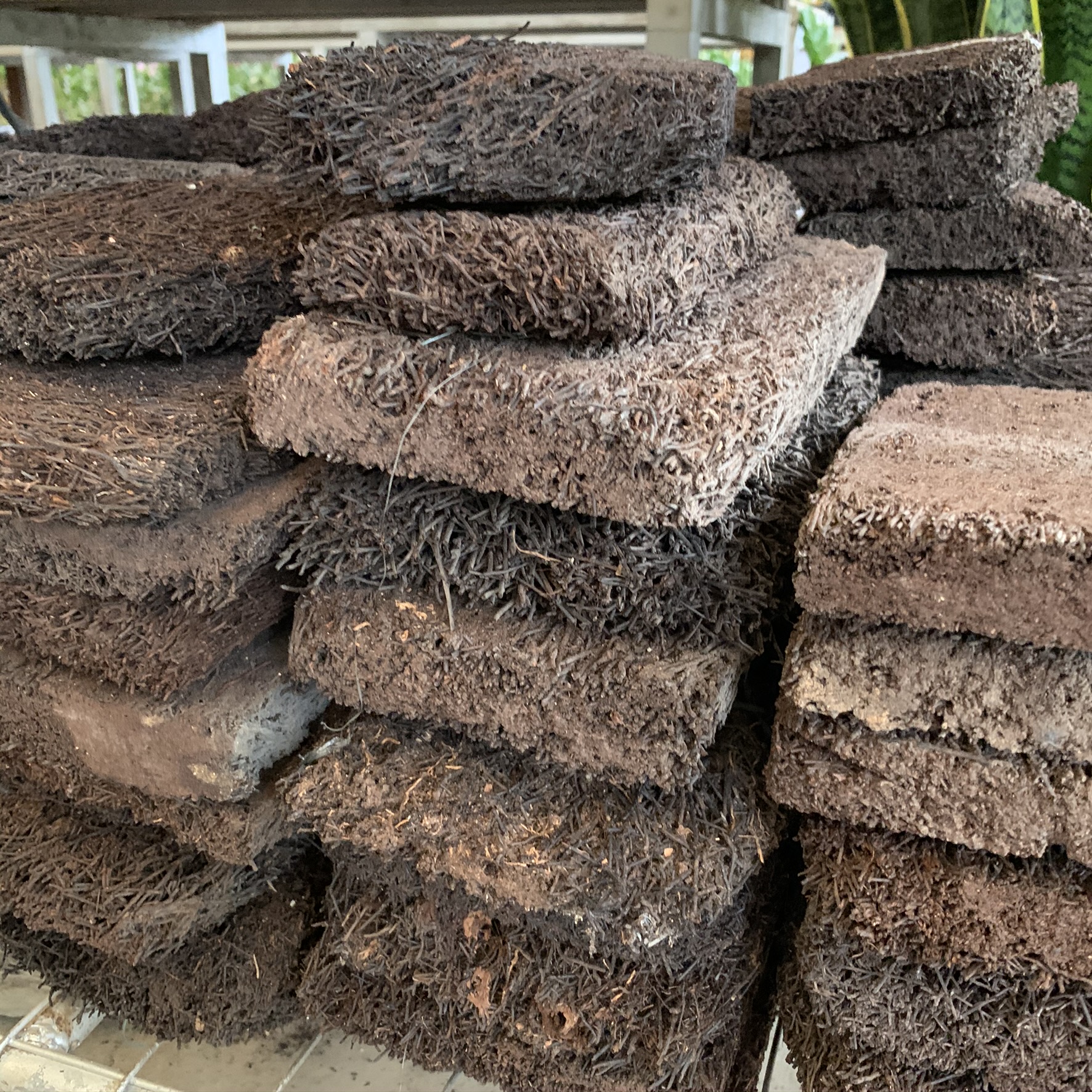 Tree Fern Panel Fern Bark Tree Fern Orchid Board Lazada Singapore