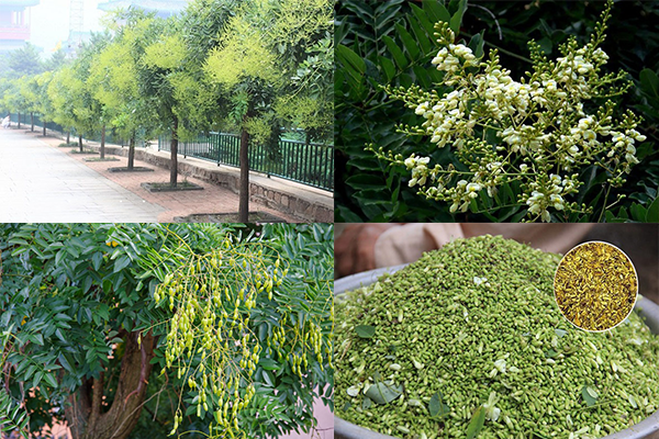 CÂY HOA HÒE (hòe hoa) nếp -cây giống nhỏ