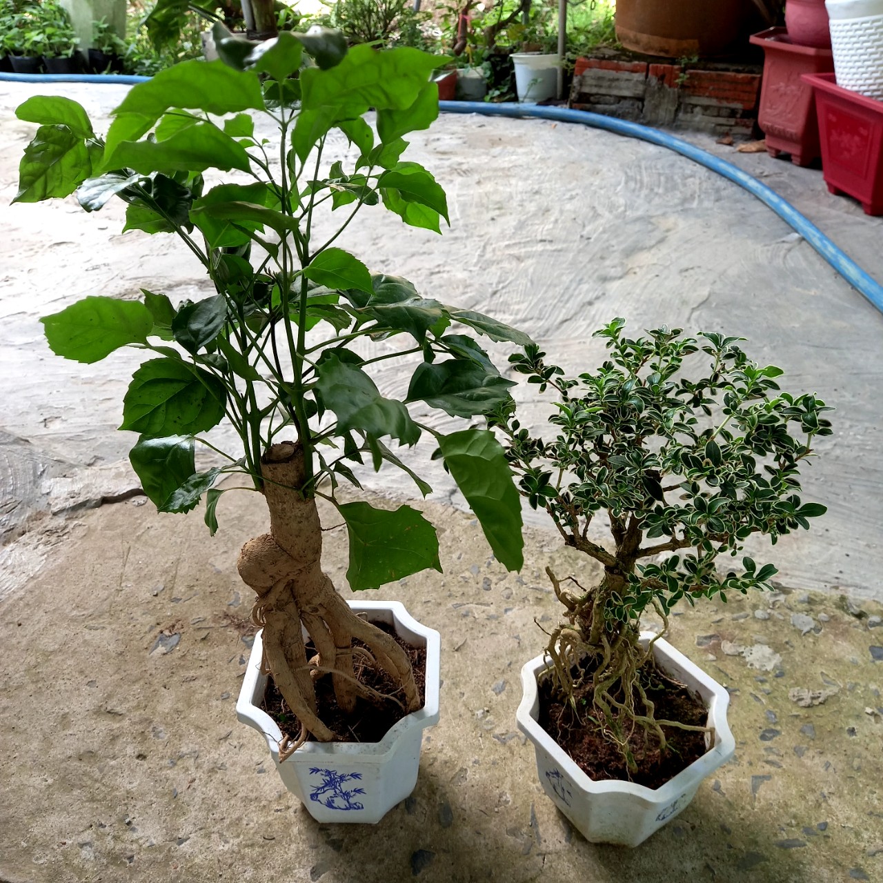Cây Hạnh phúc Bonsai size to
