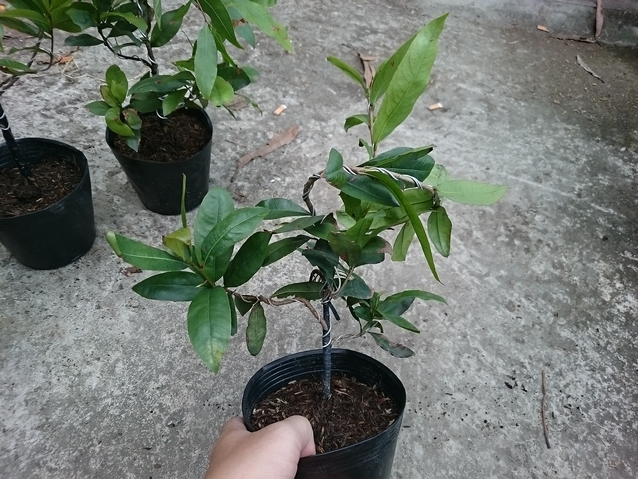 Cây Mai Vàng - cây cảnh trong nhà