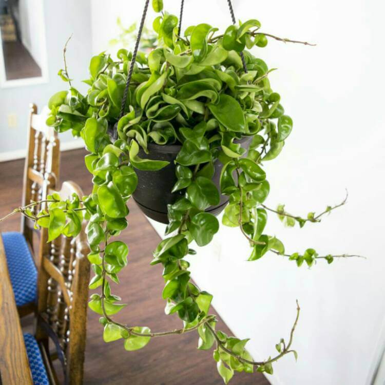 Cây Hoya carnosa Compacta (Lan Cẩm Cù Lá Xoắn Hoa Phớt Hồng)
