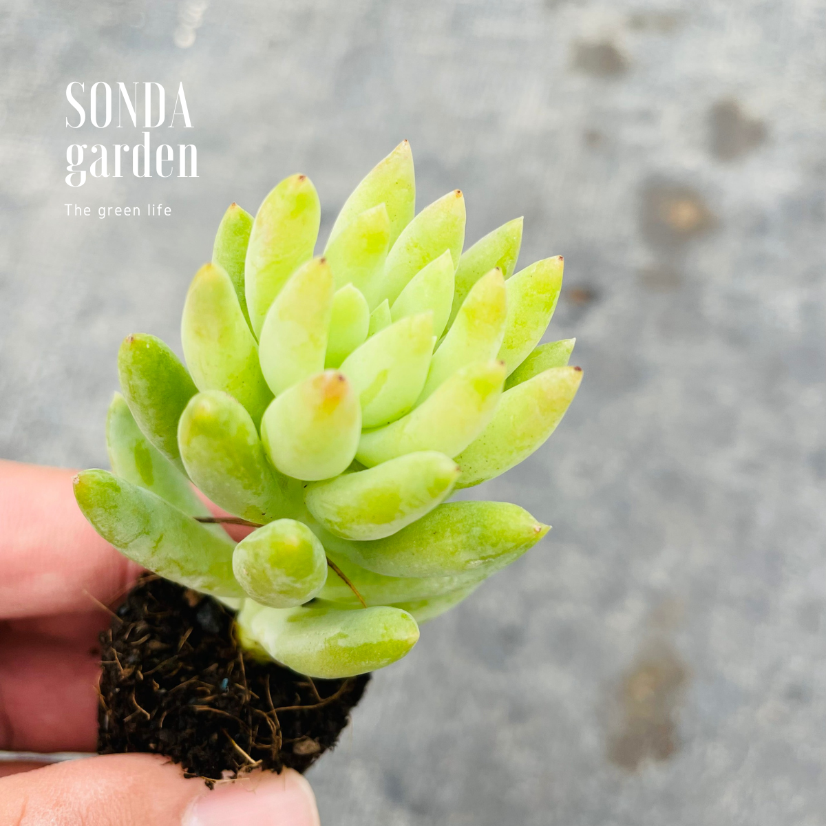 SEN ĐÁ CHUỖI NGỌC ĐỨNG SIZE MINI ĐÀ LẠT LỖI 1 ĐỔI 1