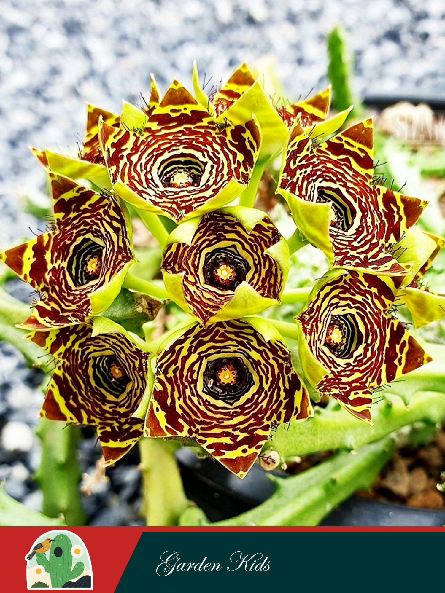 Xương rồng sao biển hoa chùm (Caralluma Crenulata)