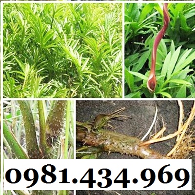 Củ Mướp Gai (Móp Gai, Ráy Gai) Khô 1KG CHuẩn Đẹp