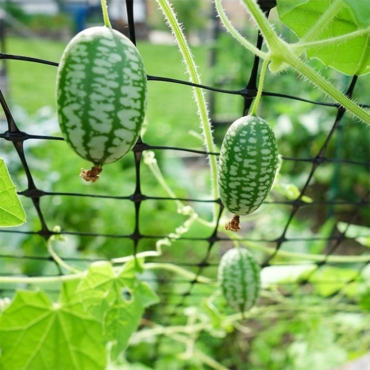 Gói 20 hạt giống dưa hấu mini - Dưa hấu tí hon