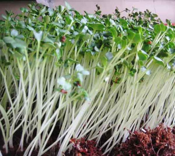 Hạt giống mầm củ cải trắng
