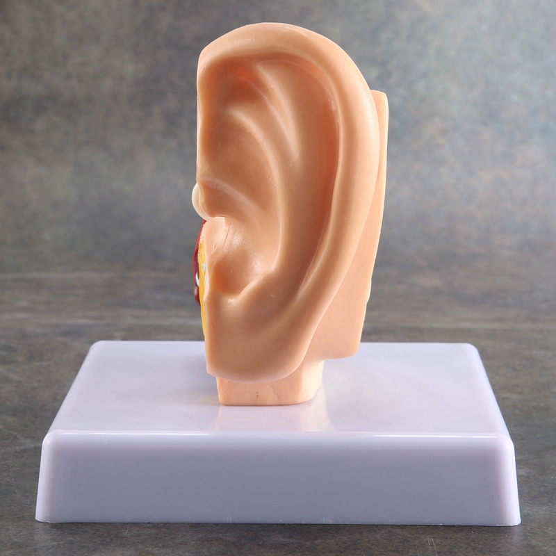 1.5X Human Ear Anatomy Model - Professional Desktop Inner Ear Structure Simulation Model for Education