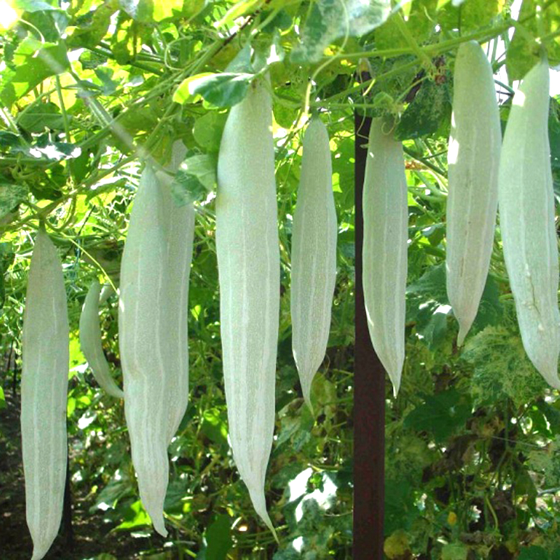 Hạt giống khổ qua tây trắng - gói 5 gram