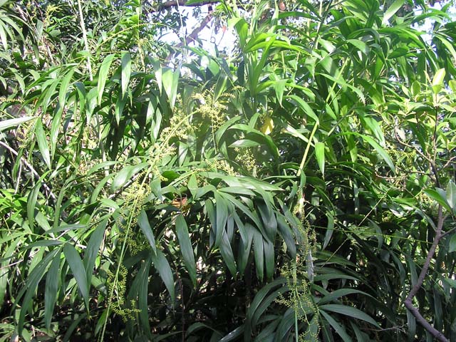 Cây giống cây Mây tắt