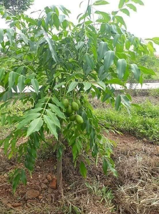 Hạt giống cây cóc thái gói 5 hạt - VTNT