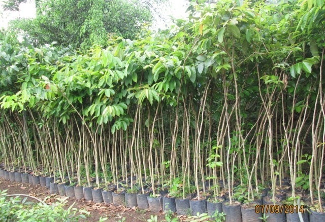 Cây Hoa Bằng lăng tím - cây giống lớn