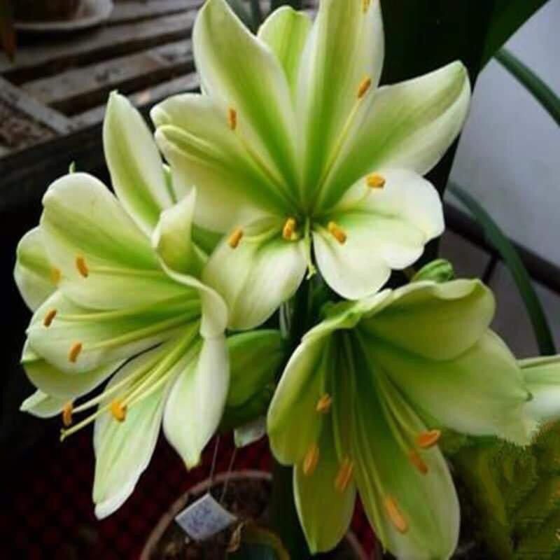 củ hoa lan quân tử - Giống Hoa Cảnh Nhập Khẩu