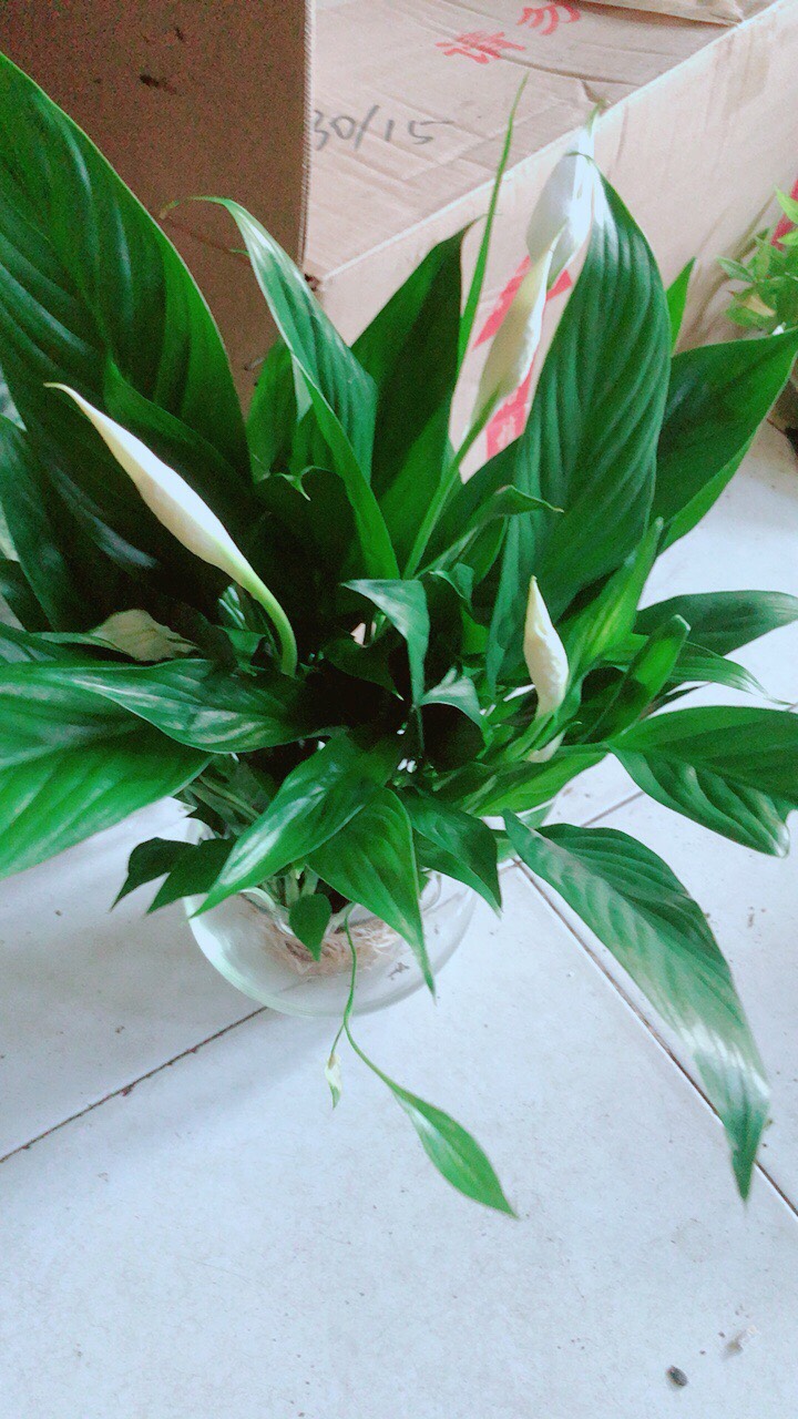 Chậu Cây Lan Ý Thủy Sinh
