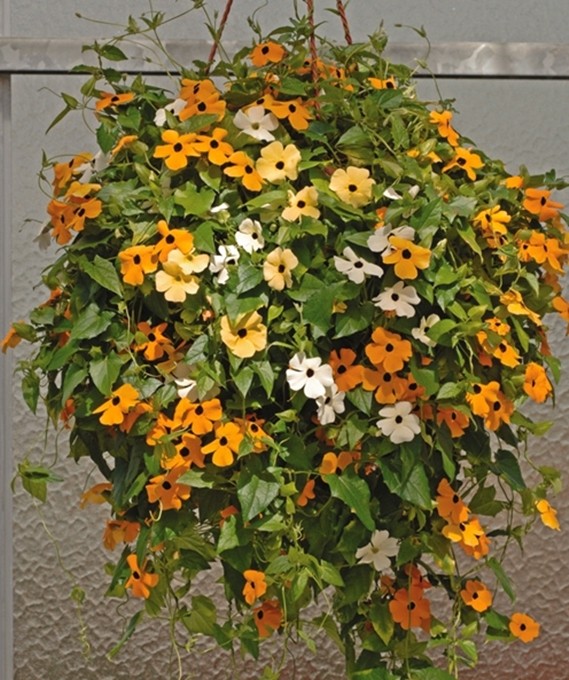 Béc phun sương 2 đầu DUDACO