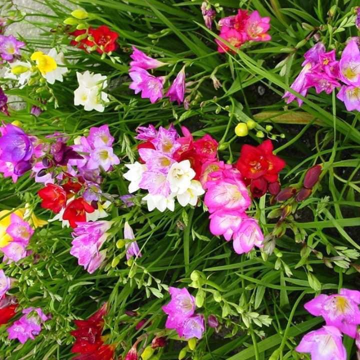 6 củ giống hoa lan nam phi nhiều màu ( mix màu )