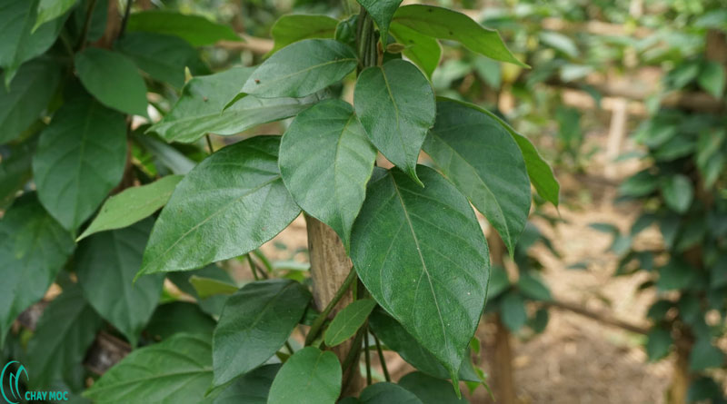 cây giống thìa canh lá to,lá lớn