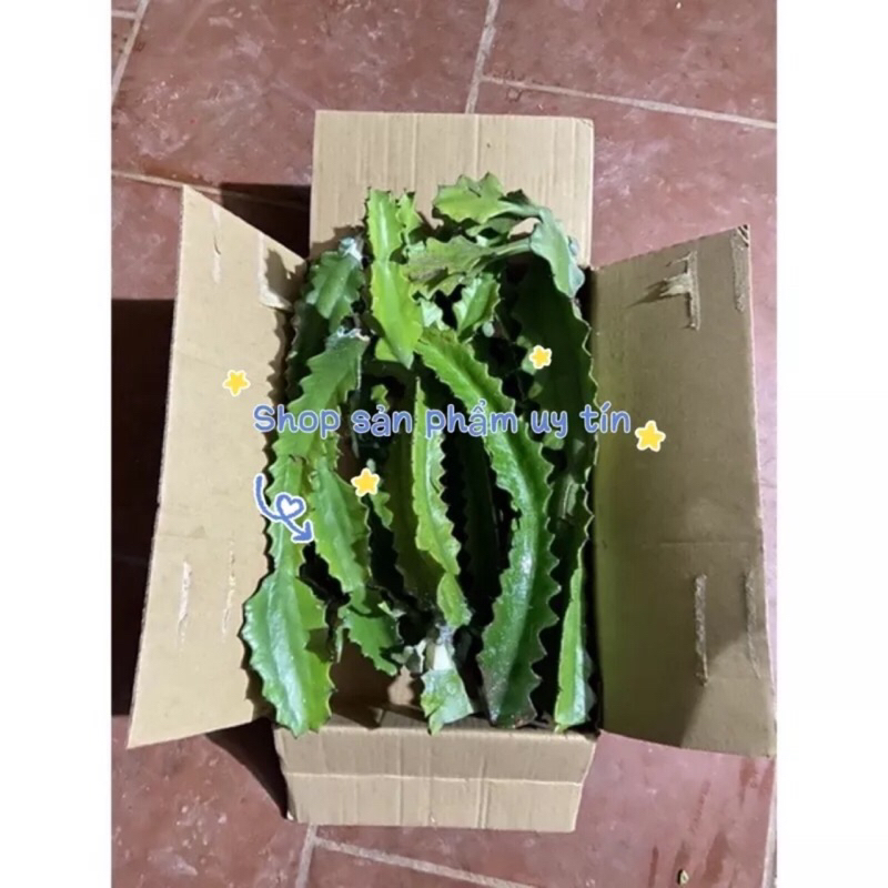 Cây xương rồng ba cạnh