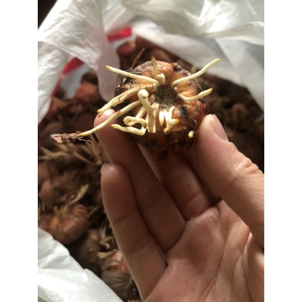 Củ hoa lay ơn ( củ dơn) đã kích rễ kích mầm