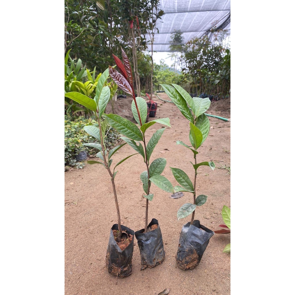 CÂY GIỐNG CHÈ HOA VÀNG-TRÀ HOA  VÀNG