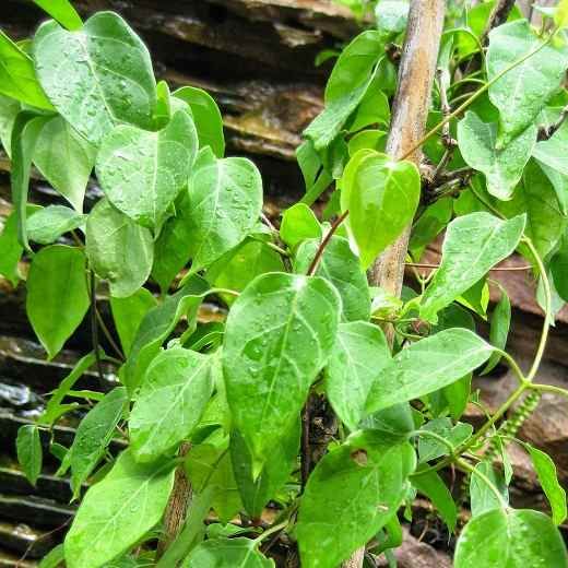 5 Hạt Giống Cây Lá Giang