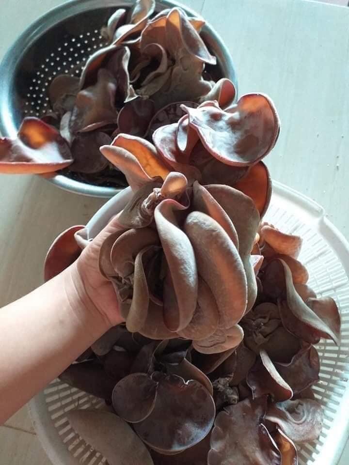 Phôi nấm Mộc nhĩ - (01 kiện 03 bịch)