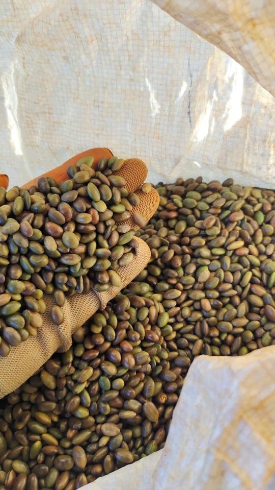 200 gram hạt giống bồ kết